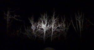 Oaks lit by headlight