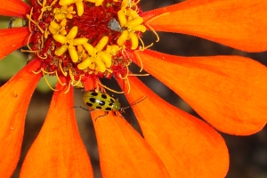 Green beetle on orange flower.