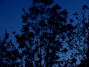 Black trees against evening blue sky