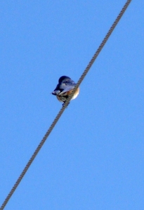 Bluebird on a wire
