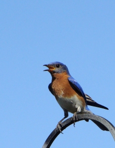 Blue bird perched