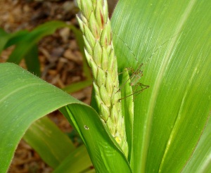 Green grasshopper on corn