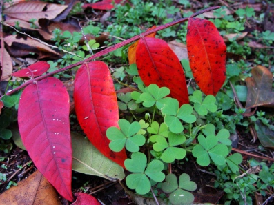 SUMAC AND SORREL -- Nicely contrasting pair.
