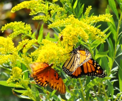 WAY 'TWO' ORANGE -- Gulf fritillary and monarch making their way around the blooms.
