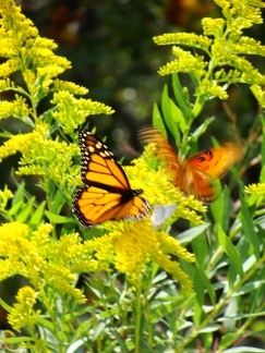 WINGS DE DEUX -- Monarch and gulf fritillary in the goldenrod.