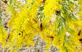 THEY'RE EVERYWHERE -- Wasps, bees, pollinators of all types were making the goldenrods buzz.