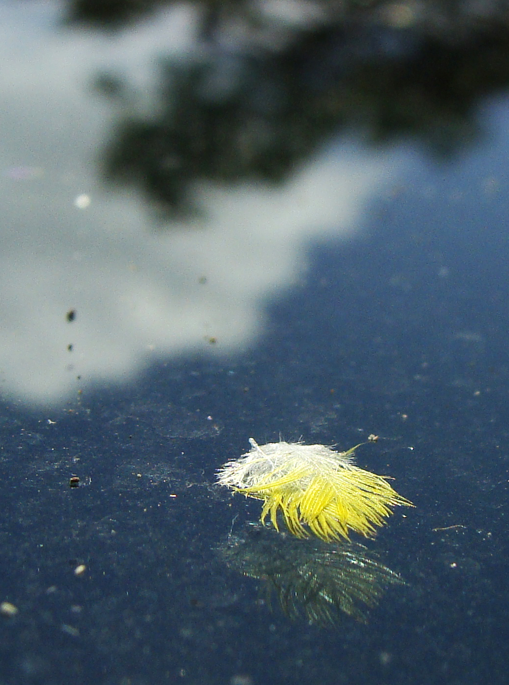FILCHED FROM A FINCH? -- Goldfinch feathers on the windshield with trees and clouds reflected in the background.