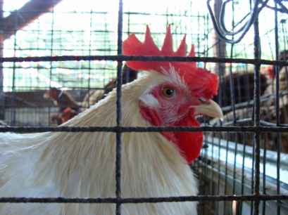 COUNTY FAIR -- Rooster awaits judging at the county fair.