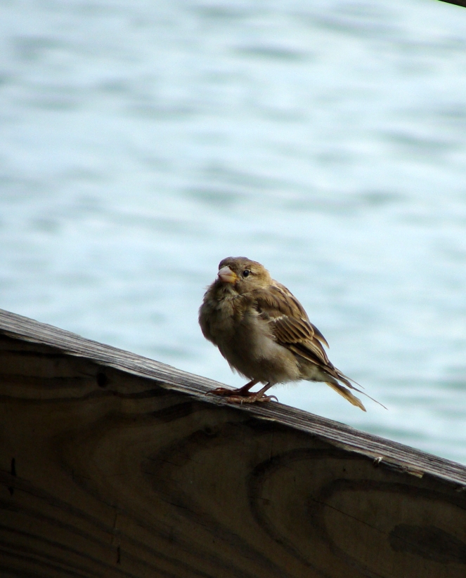 RUFFLED -- Wind ruffled sparrow awaits handouts at a lakeside restaurant in Hot Springs, Ark.