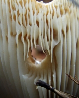 Hole eaten into the delicate gills of a mushroom.