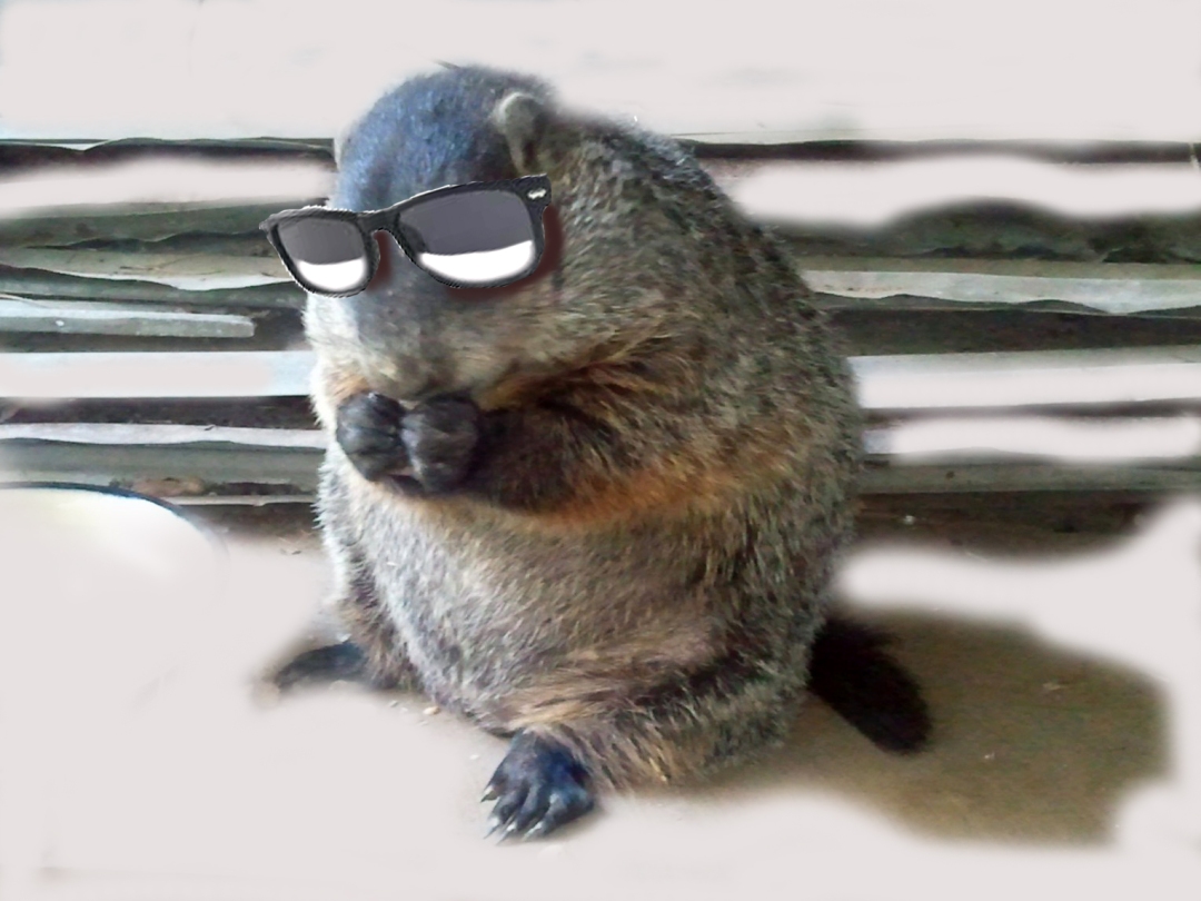 COOL LAND BEAVER -- Pennsylvania has its weather predictor. Perry County, Ark., has one too.