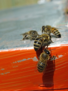 Apiculture, or beekeeping, is a fast-growing part of agriculture.