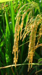 Rice. Arkansas is the nation's No.1 rice grower.