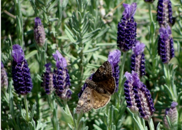 Dusky moth in lavender blooms.