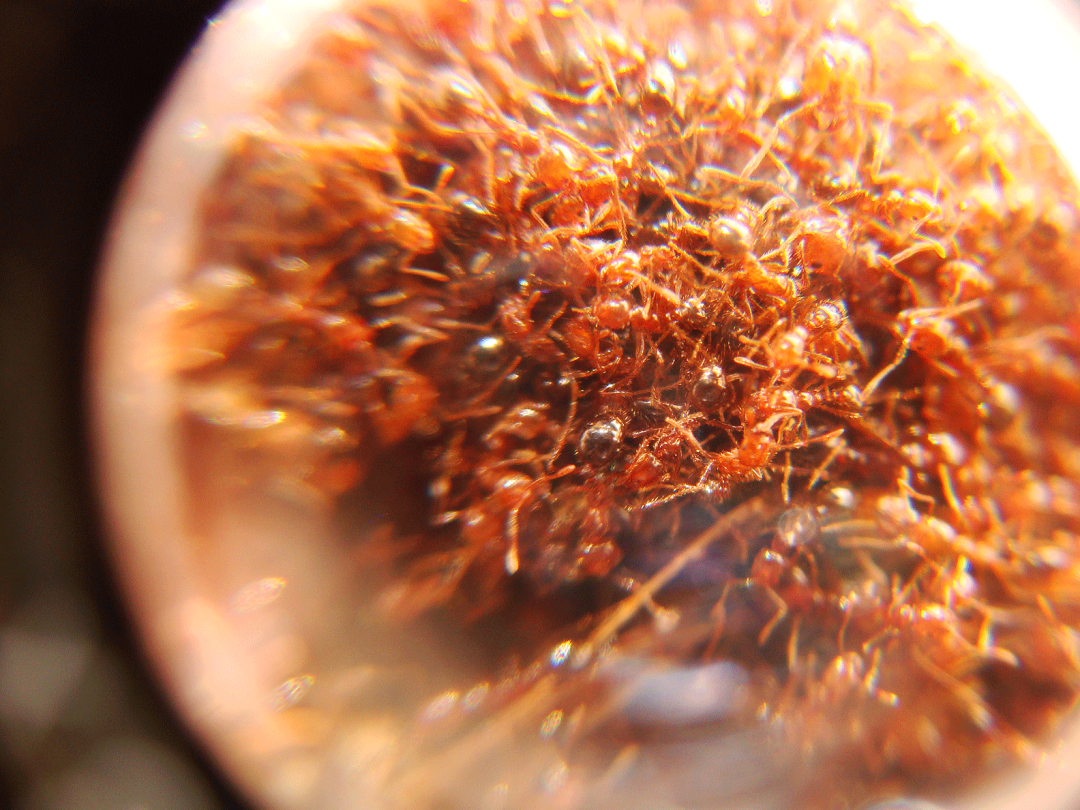 Writhing, wriggling and sometimes hairy fire ants. 
