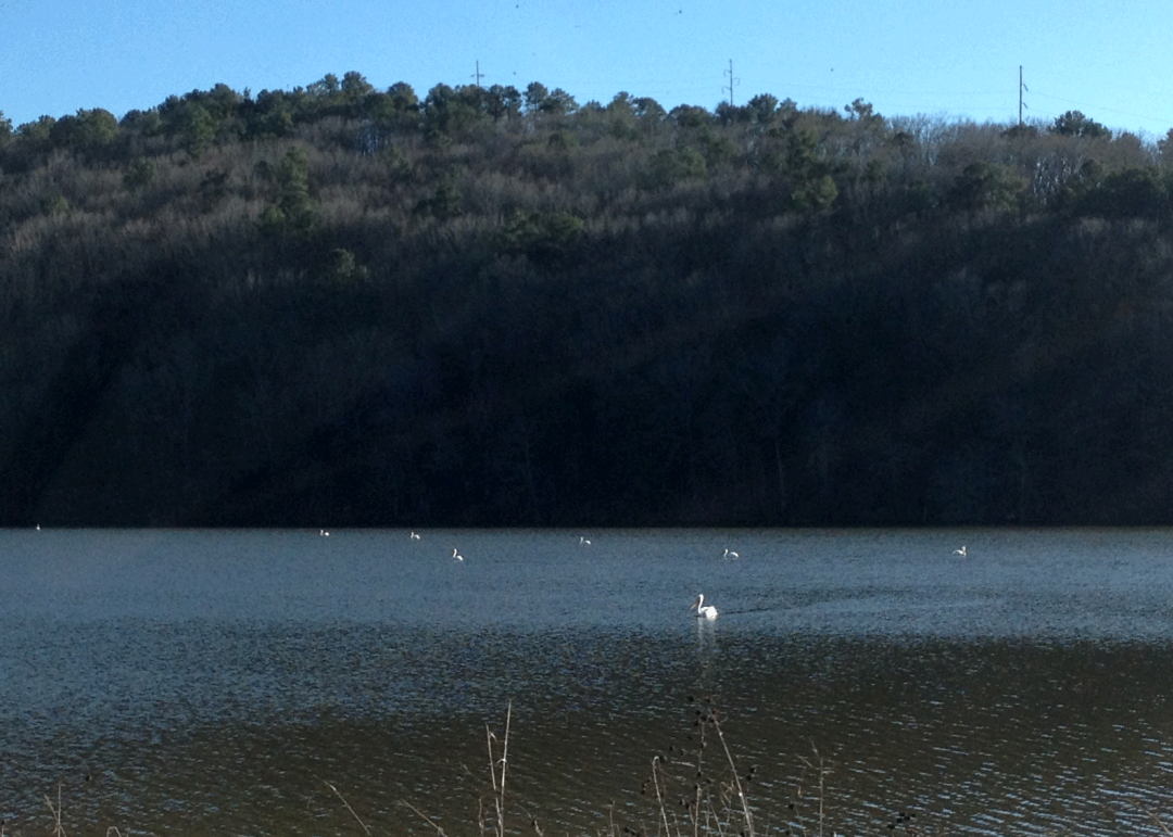 White pelicans on the Arkansas River near Altus.