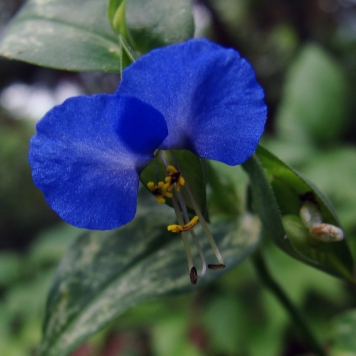 Dayflower with its stunning cobalt petals.