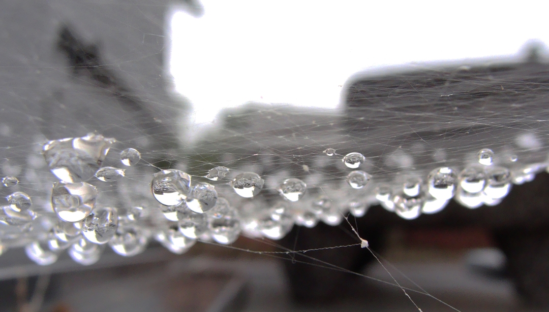  Droplets in a spiderweb.