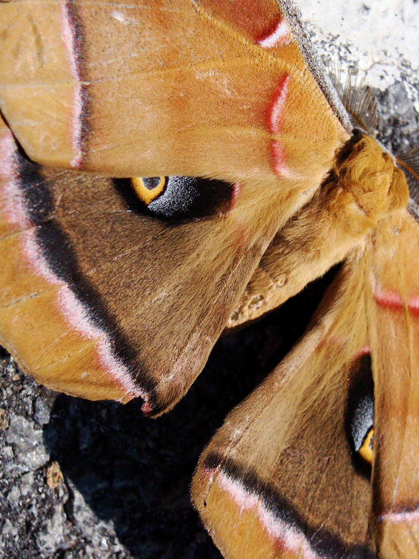 Closeup of moth wing markings.