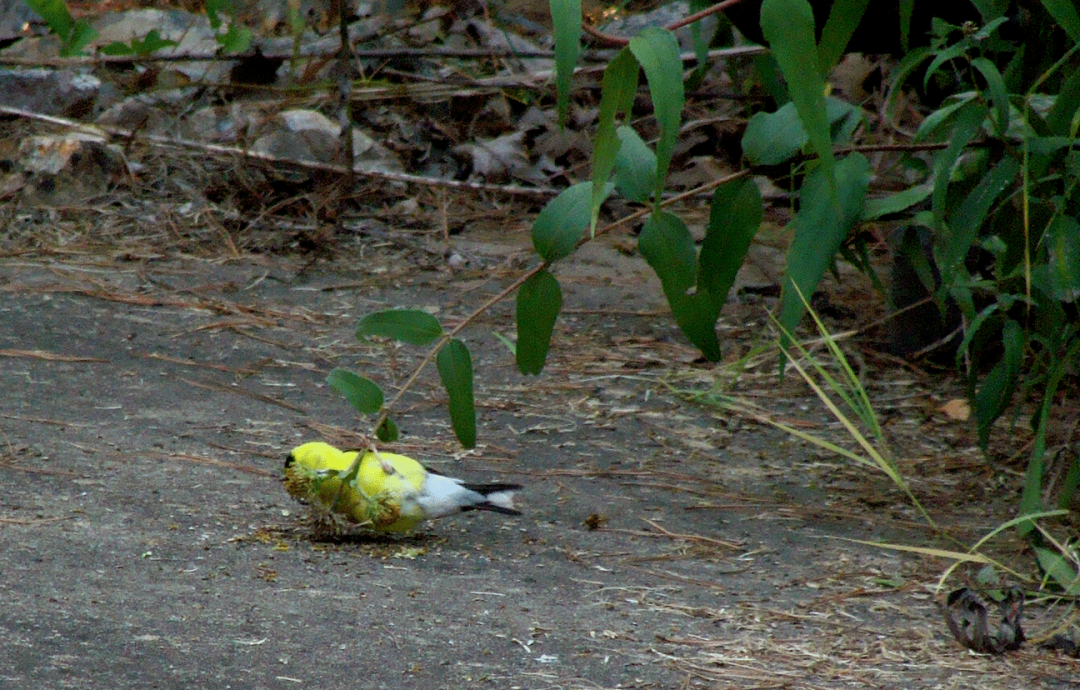 Goldfinch eating seeds. 