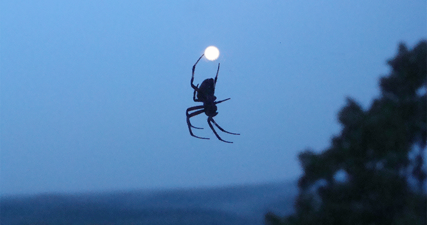 Spider appears to hold moon in his legs.