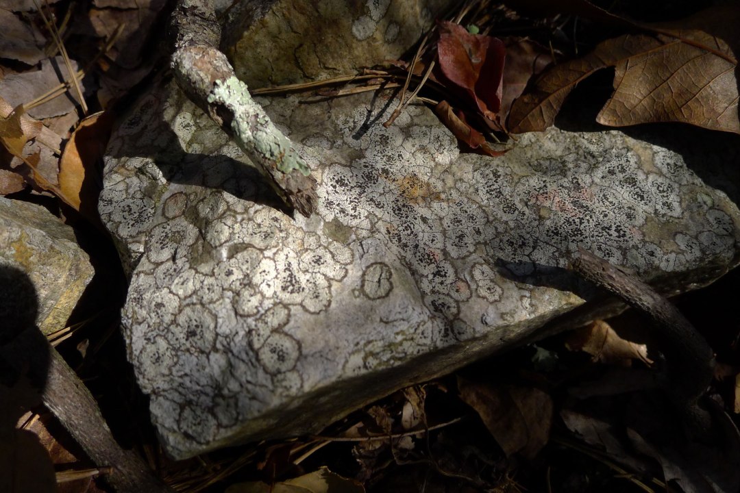 lichen circles on stone