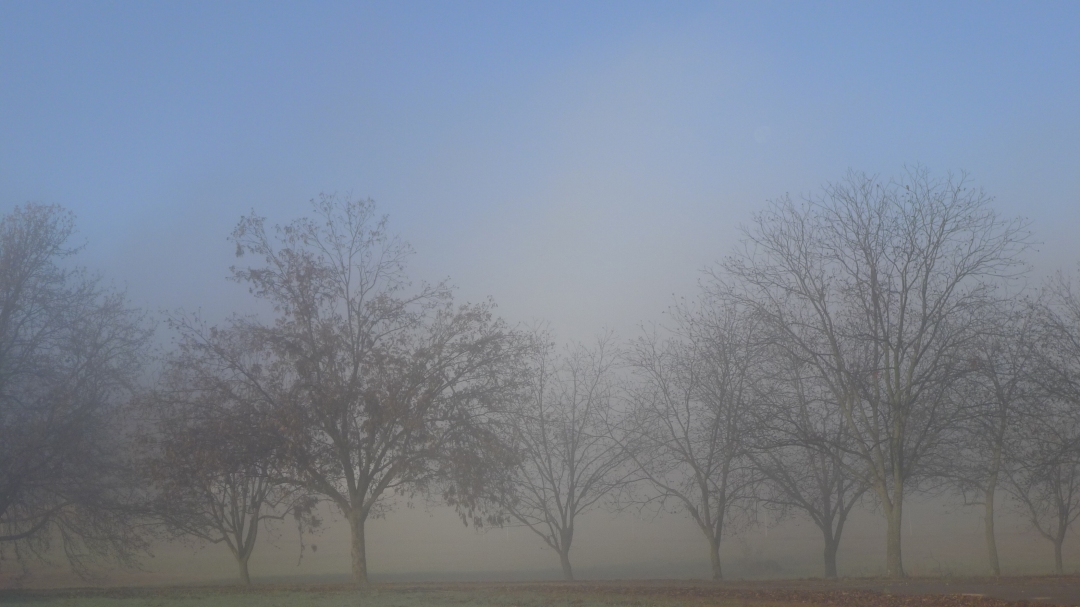 Trees against mist and blue sky.
