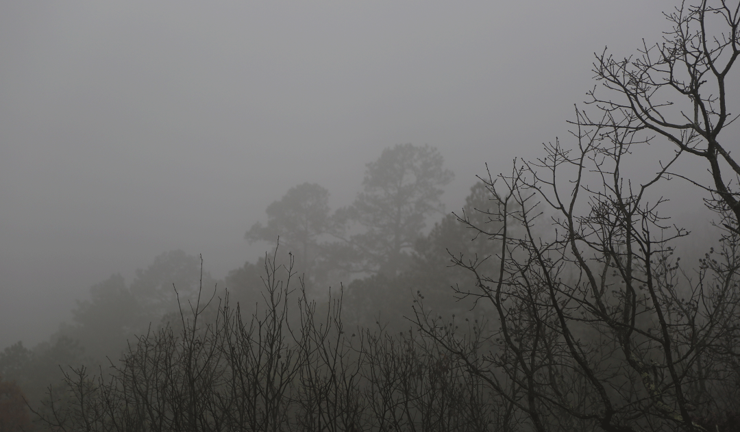  fog-shrouded silhouettes of pines, oaks and hickories 