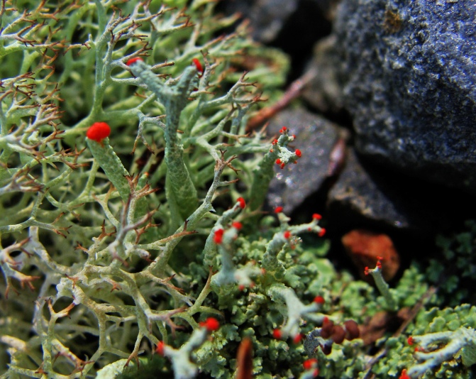 red tipped green lichen