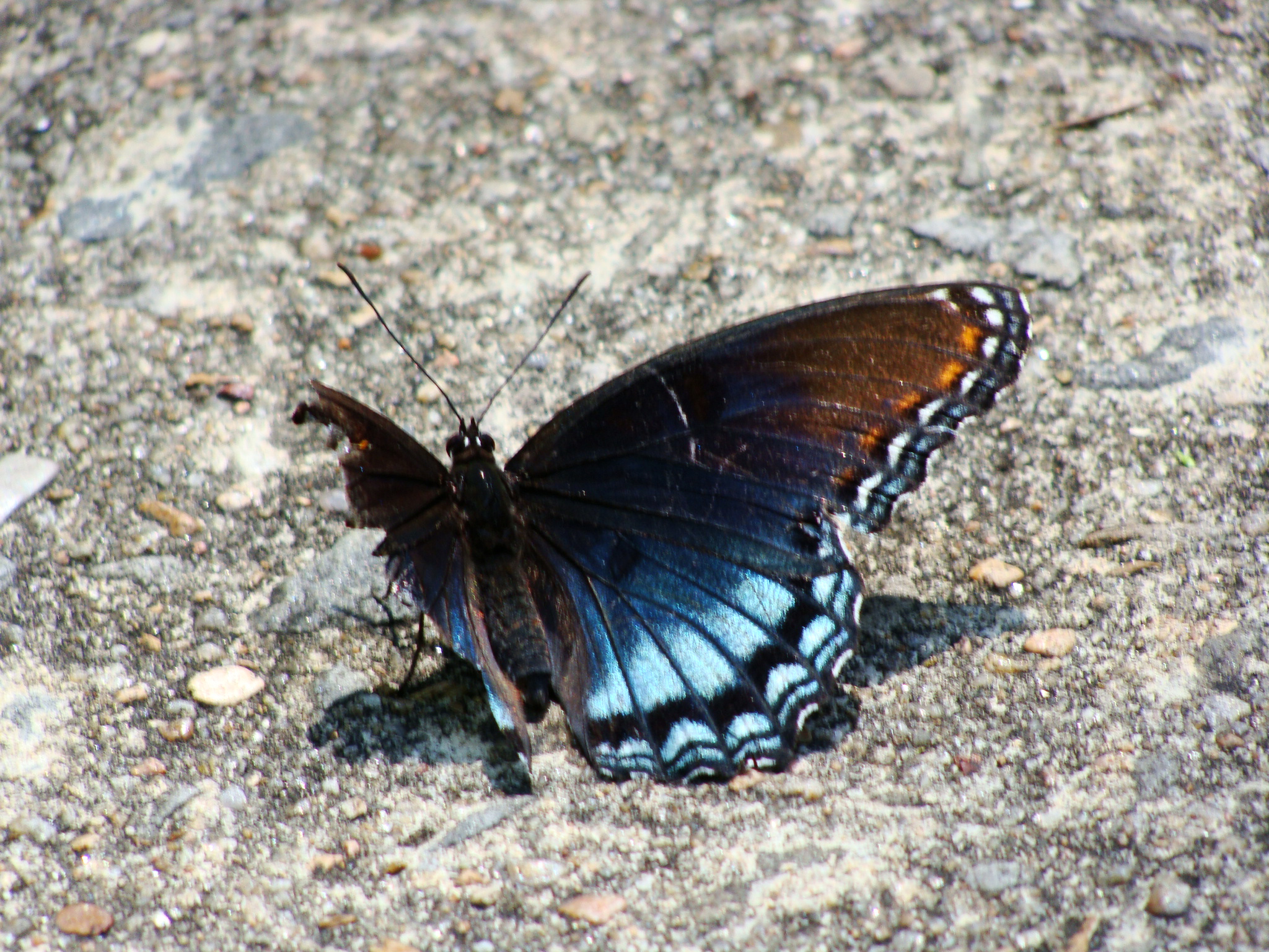 Red-spotted purple butterfly with one wing.