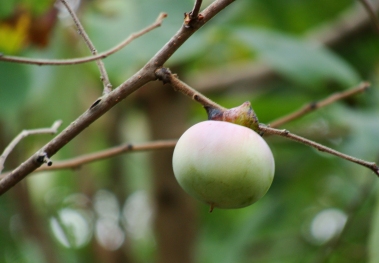 Persimmon ripening on tree.