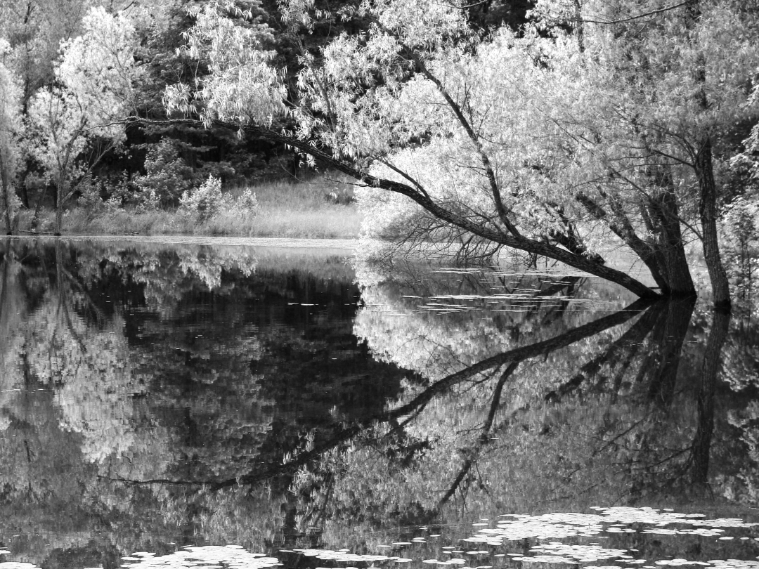 tree and reflection leaning over pond.